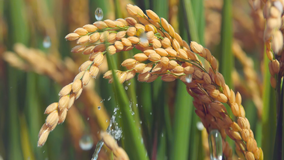 AG真人官方(中国)官方网站IOS/安卓通用版/手机app下载